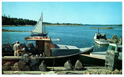 Postcard Chrome era Maine Lobster Fisherman loading boat with lobster ...