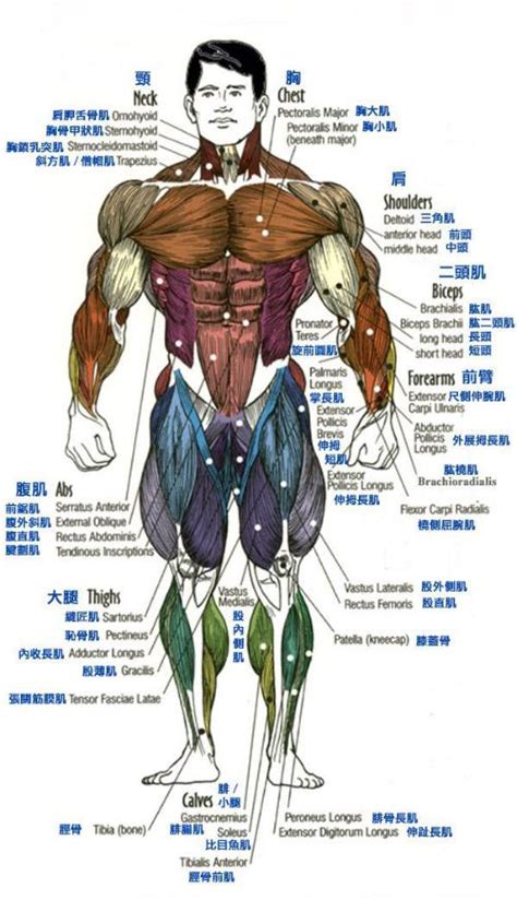 人体各个部位图片