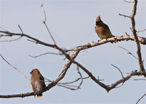 雪松太平鸟栖息在树上高清图片下载-正版图片506986822-摄图网