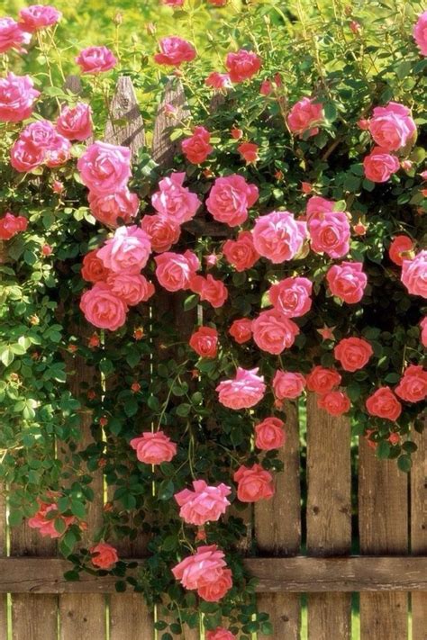 蔷薇的花语(蔷薇的花语与寓意是什么)-绿宝园林网