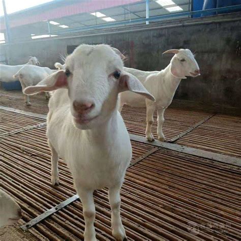波尔山羊价格表 波尔山羊羊羔 山东菏泽-食品商务网