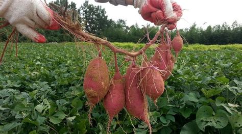 红薯的营养价值_红薯的营养价值相关知识大全 - 农业站