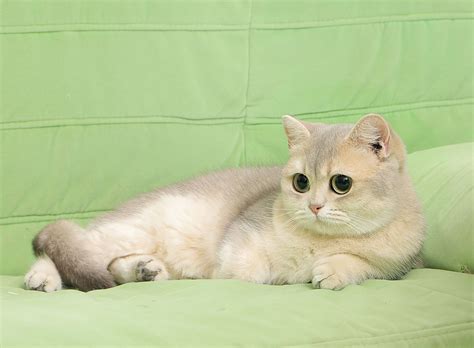 英国短毛猫-金渐层|摄影|宠物摄影|AmyWorks2Ocean - 原创作品 - 站酷 (ZCOOL)