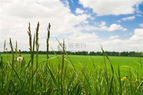 林间空地草景观到春天在草原上种植绿高清图片下载-正版图片307654541-摄图网