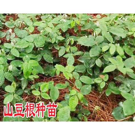 文山蔬菜温室大棚价格-文山蔬菜温室大棚-芷阳温室(查看)_其他建筑钢材_第一枪