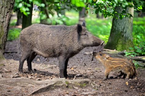 疣猪和野猪的区别 - 惠农网