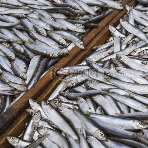 市场上陈列着大量的新鲜鱼。高清摄影大图-千库网