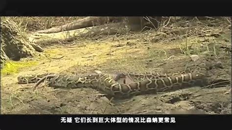 马来西亚女子被百斤大蟒蛇缠身，年幼儿子斩蛇救母！_毒蛇新闻_毒蛇网