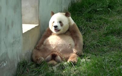 大熊猫七仔图片