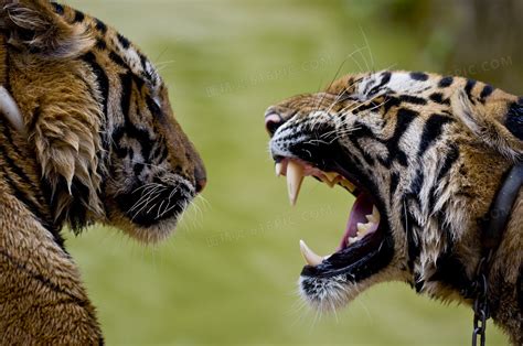 动物园两只老虎打架，围观游客却都笑喷，网友：这是两只猫嘛|两只老虎|动物园|猫咪_新浪新闻