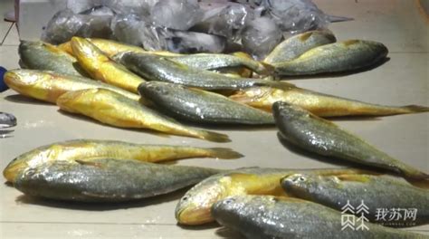 野生海捕鲜活新鲜舌头鱼|踏板鱼|鞋底鱼 连云港水产直销商-阿里巴巴