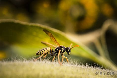 黄蜂 昆虫 宏 真正的黄蜂 动物 动物区系 夏季 黄色图片免费下载 - 觅知网
