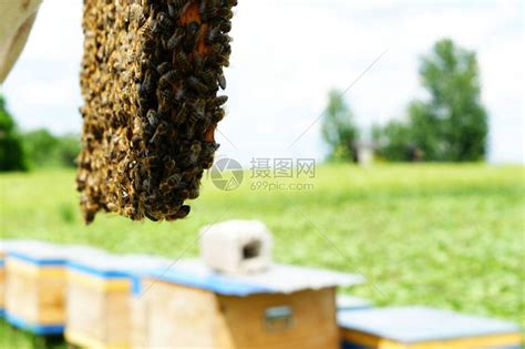 回归安稳的都市养蜂人|文章|中国国家地理网