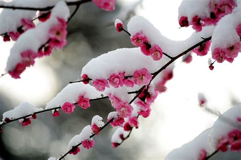 梅花的花语是什么？梅花的寓意和象征-花卉百科-中国花木网