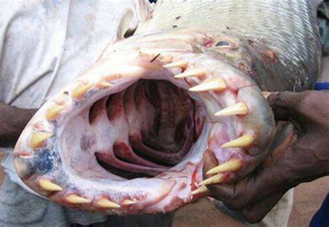 秘鲁食人鱼吃小孩事件揭秘 真的有食人鱼将小孩吃掉?_小狼观天下