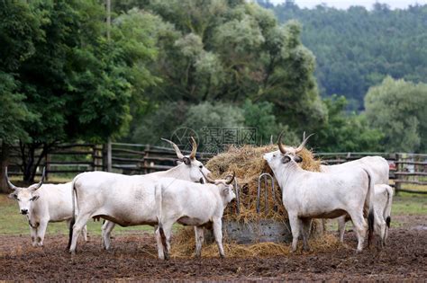 农村畜牧农场草地上的长城灰色牛群高清图片下载-正版图片505833649-摄图网