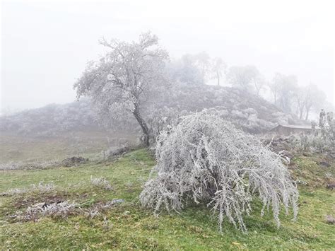 《舍得雾凇》_手机摄影_颇可,自然风光,雾凇,冬天,树,草场