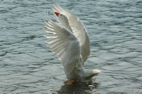 一只在水里张开翅膀的大白鹅图片免费下载_红动网