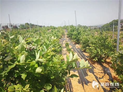 长沙市岳麓区莲花镇的蓝莓熟了 采摘期持续至7月 - 区县动态 - 湖南在线 - 华声在线