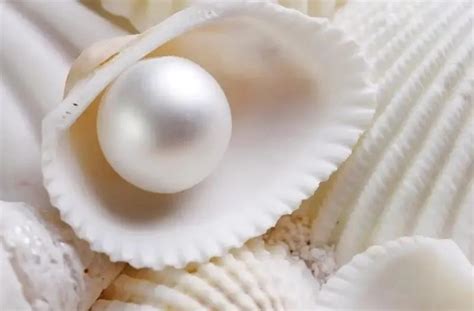 珍珠蚌的蚌肉能吃吗？还是取出珍珠后就丢弃？蚌农告诉你真相|珍珠|珍珠蚌|蚌肉_新浪新闻