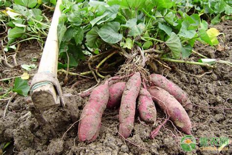 红薯种植技术与管理-农百科