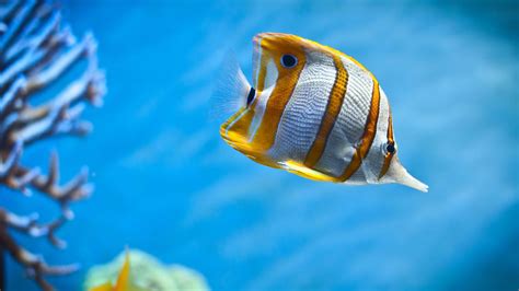 鱼 动物 金鱼 7秒的记忆 可爱 唯美 意境 游 安静 水下 萌宠动物壁纸(动物静态壁纸) - 静态壁纸下载 - 元气壁纸