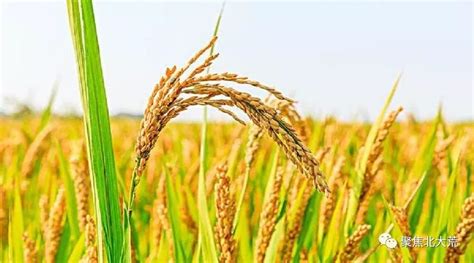 黑龙江省农垦名山农场发展有机稻米 助力种植户增收_农业