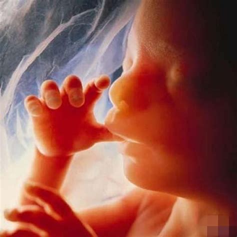 高清晰胎儿发育过程图-生理结构图,_医学图库