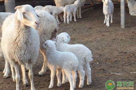 2022年活羊价格多少钱一斤？ - 惠农网