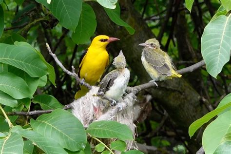 【黄鹂鸟摄影图片】生态摄影_摄影爱好者-老马的博客_太平洋电脑网摄影部落