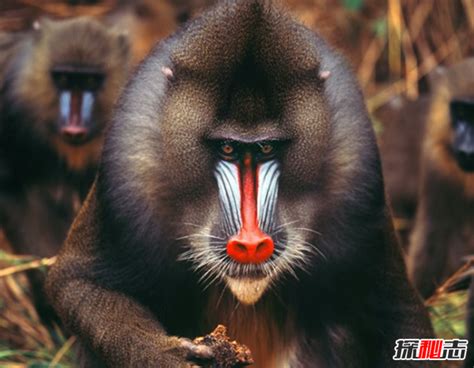 猴子的特征,孙猴子的脸,猴子_大山谷图库