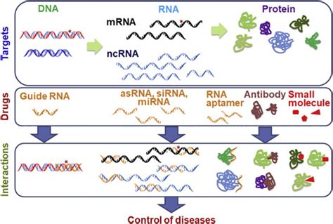 RNAi、miRNA及siRNA的区别和联系 - 英格恩生物技术博客