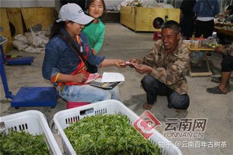 云南临沧边境百年古树茶便宜出售 - 知乎