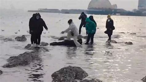 8位游客被困礁石，志愿者趴刺骨海水中当人梯_手机新浪网