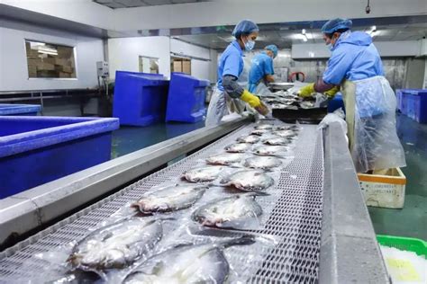 │小榄脆肉鲩│带动3万人就业的“富民鱼”|渔业|中山市|产业园_新浪新闻