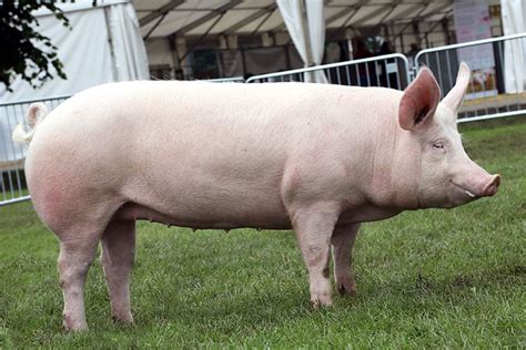 Big pig looking at camera Stock Photo - Alamy