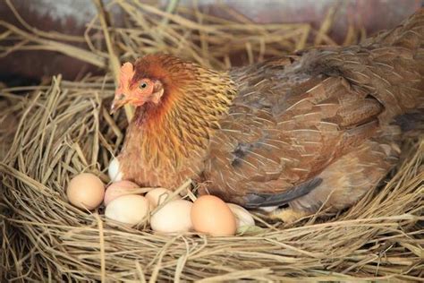 不下蛋的母鸡能日吗1，鸡是如何交配的，不交配的母鸡能下蛋吗