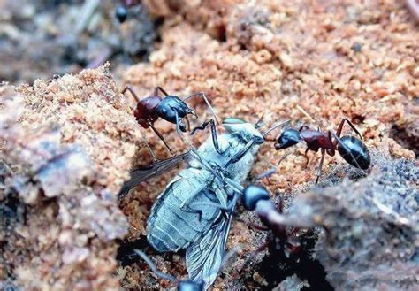 美洲红火蚁入侵！多位村民被咬伤 专家：它们还会破坏生态系统-大河新闻