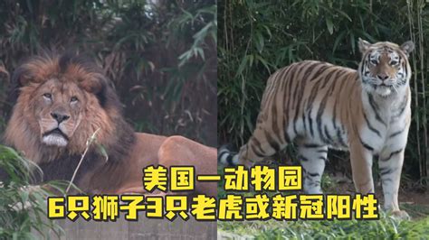美国一动物园6只狮子3只老虎或新冠阳性_凤凰网视频_凤凰网