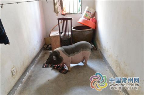 巴马香猪市场价格巴马香猪能长多少斤-深圳房地产信息网