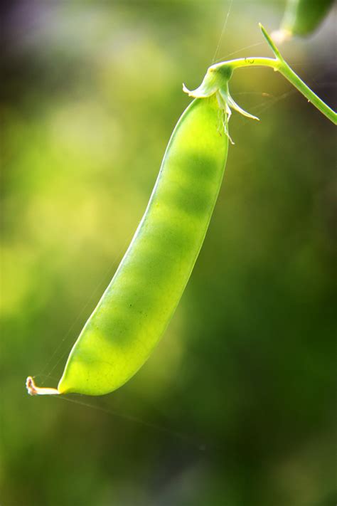 小豌豆