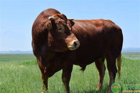优良肉牛品种有哪些？13种肉牛体型及生产性能介绍 - 惠农网