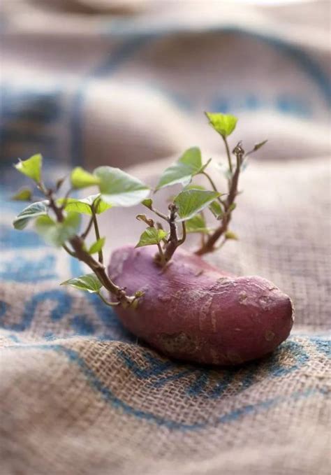 红薯怎么发芽快 红薯如何促进发芽呢_知秀网