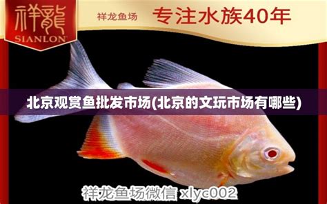 枣庄龙鱼批发市场:八角龙鱼怎么养最好 - 观赏鱼水族批发市场 - 广州观赏鱼批发市场