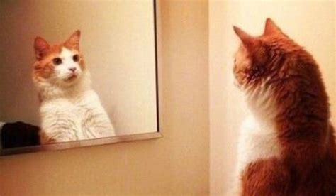 镜子里的自己和别人看到的一样么(镜子和本人差距大吗)-风水人
