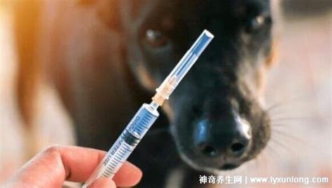 被家养猫狗咬伤，到底要不要打狂犬病疫苗？_广东省疾病预防控制中心网站