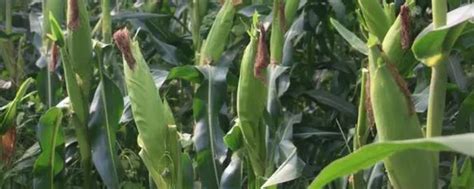 玉米有哪些种类 —【发财农业网】