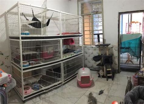 桂林北门开心猫舍猫咪托管寄养服务 只限猫咪长期有效 全年无休 - 宠物店/服务 - 桂林分类信息 桂林二手市场
