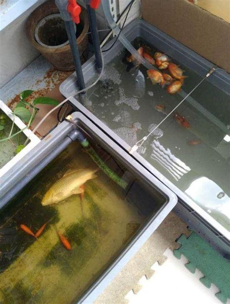 鱼缸里出现死鱼，怎么办？_水质_影响_细菌