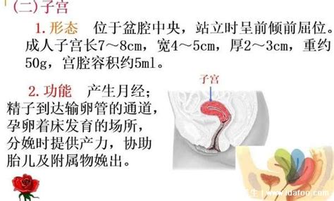 女生生理结构图图片